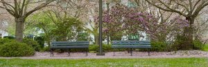 Two benches in a park with lots of plants and grass